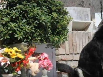 O cachorro Capitán sentado junto ao túmulo do seu dono, em Córdoba (Argentina)