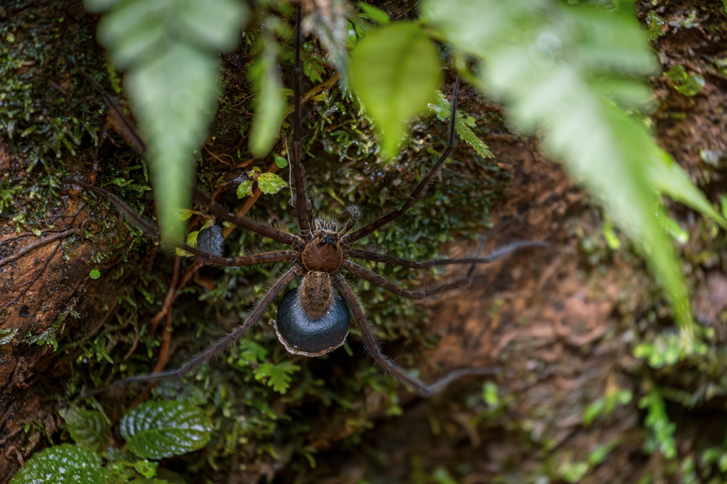 7.848 insectos voladores nuevos para la ciencia ya tienen ‘cédula’ ecuatoriana