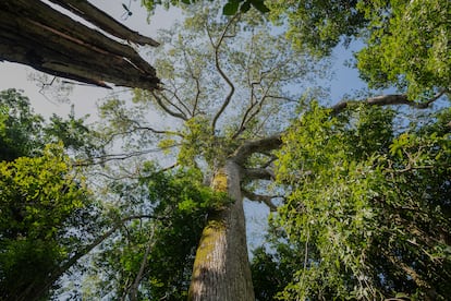 En el santuario de árboles gigantes, la expedición localizó un árbol de 73 metros con un tronco de tres metros de diámetro.