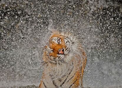 Busaba, un tigre del zoo Khao Kheow, en Tailandia, es el protagonista de la foto ganadora del concurso de fotografía Nathional Geographic 2012 (www.nationalgeographic.com).