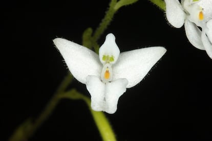 A 'Ponthieva mandonii' é encontrada no Peru, Bolívia e Cone Sul. Pertence à família 'Orchidaceae', que é a mais diversificada da América com 12.983 espécies. Essa família representa de 9% a 23% da flora dos países tropicais andinos (Equador, Colômbia, Peru, Venezuela e Bolívia) e 13% da América Central.