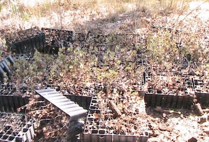 Planteles de árboles abandonados en el parque