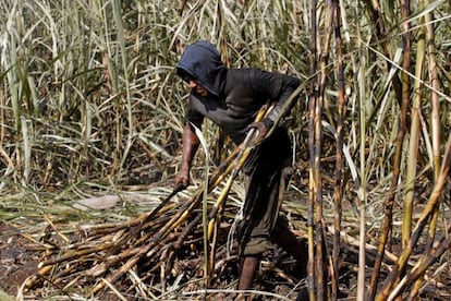 A day laborer cutting sugar cane in Chetumal.