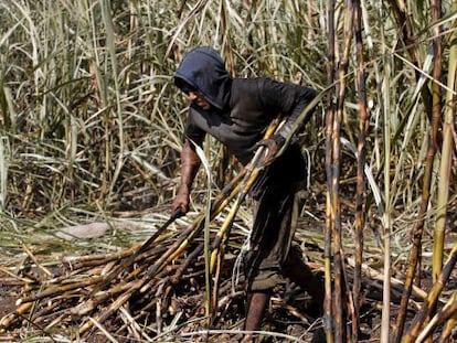 A day laborer cutting sugar cane in Chetumal.