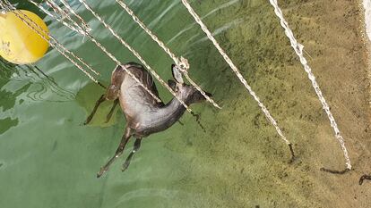 Animal ahogado en un tramo del canal del trasvase Tajo-Segura.