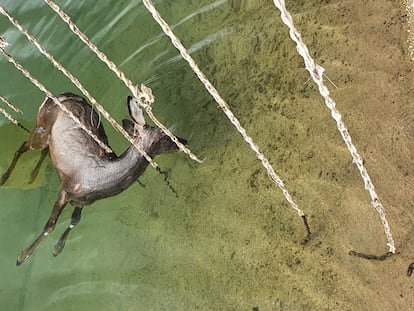 Animal ahogado en un tramo del canal del trasvase Tajo-Segura.