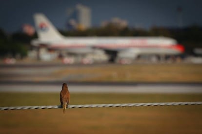 Pássaro observa um avião.