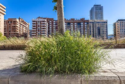 Una imagen de Valencia. Alcorques con vegetación para favorecer la polinización de abejas en los aledaños de la Avenida de Baleares.