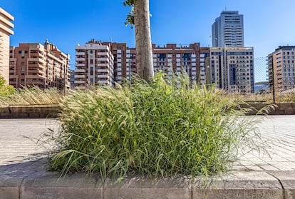 Una imagen de Valencia. Alcorques con vegetación para favorecer la polinización de abejas en los aledaños de la Avenida de Baleares.