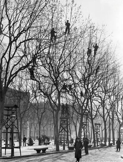 Servei de neteja i poda dels arbres al passeig de Gràcia, l'any 1904.