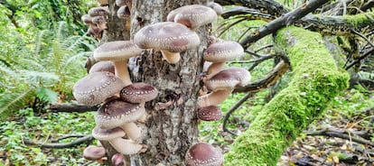 La belleza del shiitake