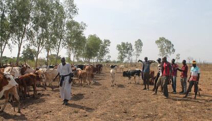 Varios pastores, en una imagen de 2016 en Guana, a las afueras de Bamako (Malí). 