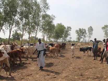 Varios pastores, en una imagen de 2016 en Guana, a las afueras de Bamako (Malí). 