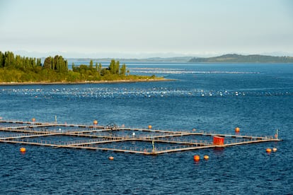 salmonera en Chile