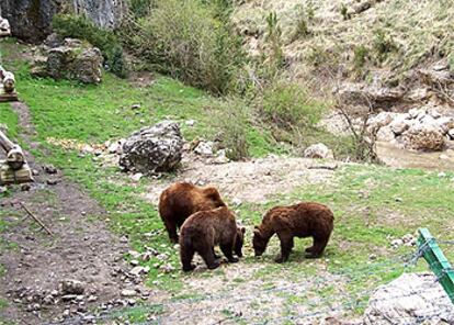 En el parque cinegético de El Hosquillo, creado en 1964, se pueden ver algunos osos y estudiar  su reproducción.