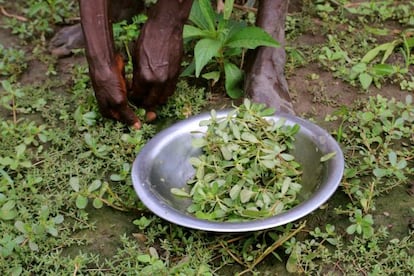 Una mujer recolecta hierbas salvajes, el único alimento de muchas familias tras el estallido del conflicto en Sudán del Sur.