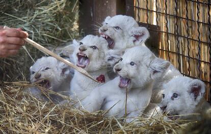 Un trabajador del zoo de Demydiv (Ucrania) alimenta a cachorros de len blanco.