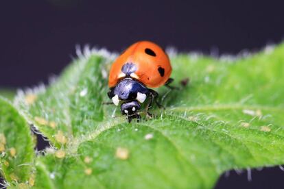 Los paisajes heterogéneos albergan un 40% más de especies beneficiosas, como esta mariquita que se alimenta de especies dañinas como el áfido de la patata.