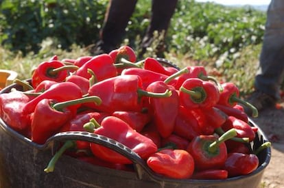 Pimientos del piquillo de Lodosa recién recolectados y antes de asar