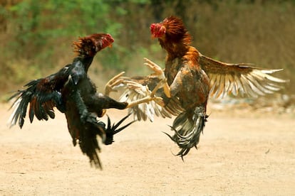 Peleas de gallos.