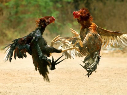 Peleas de gallos.