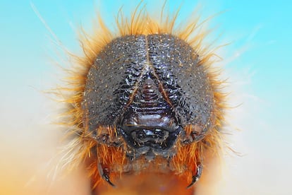 Rostro de procesionaria del pino. 