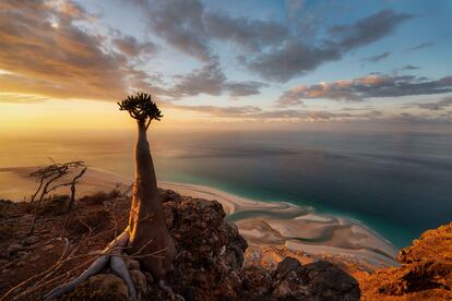 UNA ISLA DESIERTA. Las plantas mágicas de la isla de Socotra. Dicen que es la isla más extraña del mundo. Hay quien la llama “El Jardín del Edén”. A unos 240 kilómetros al este del cuerno de África, es un enclave perdido en mitad del océano Índico, un lugar único cuya magia radica en su singularidad de especies, tanto vegetales como animales: más de 700 especies endémicas que solo pueden encontrarse en este lugar de la Tierra. Es el caso del árbol de la sangre de dragón. Su aspecto extraño viene acompañado de una leyenda milenaria que busca sus orígenes en la magia: los antiguos pensaban que su savia roja producida en el tronco del árbol era la sangre del dragón, buscada como medicina y medio de contraste, y en la actualidad utilizada como pintura y barniz.