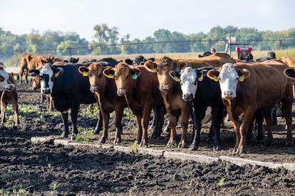 Vacas para consumo en Iowa, Estados Unidos, en octubre de 2023.