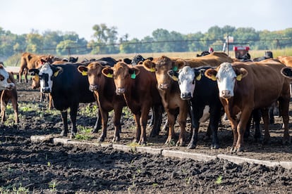 Cows for consumption in Iowa, United States, in October 2023.