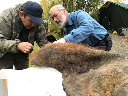 Dos investigadores examinan la piel de la hembra de mamut fallecida hace 52.000 años y hallada en 2018 cerca de Belaya Gora (Rusia).