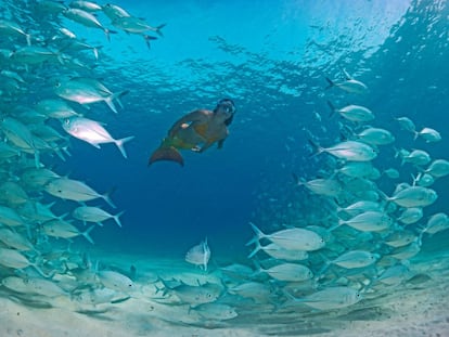 Una mujer caracterizada de sirena nada entre un banco de peces.