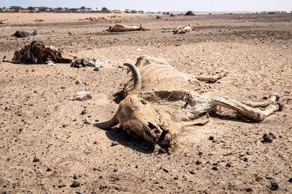 La región sur de Somalia está plagada de ganado muerto. Se estima que cientos de miles de animales han muerto como resultado de la actual sequía, la peor en 40 años, según la ONU.