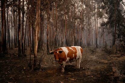 El país sudamericano seguirá enfrentando temperaturas extremas en los próximos días. La vegetación que se seca después del invierno, producto de la falta de humedad y los vientos fuertes, “se transforma en material combustible”, según ha explicado el subsecretario del Interior, Manuel Monsalve.