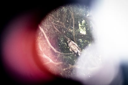 
Un pigargo posado en una rama cerca de una ría de Ribadedeva, en la cornisa cantábrica. 