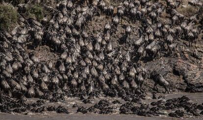 Miles de ñus cruzan el río Mara, en el suroeste de Kenia, tras recorrer cientos de kilómetros desde las norteñas llanuras del Parque de Serengeti, en Tanzania. Este año por primera vez, el número de turistas presenciando la Gran Migración se ha visto muy mermado debido al impacto de la pandemia global de la covid-19.