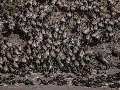 Miles de ñus cruzan el río Mara, en el suroeste de Kenia, tras recorrer cientos de kilómetros desde las norteñas llanuras del Parque de Serengeti, en Tanzania. Este año por primera vez, el número de turistas presenciando la Gran Migración se ha visto muy mermado debido al impacto de la pandemia global de la covid-19.