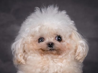'Luffy', el bichón que revolucionó Instagram en marzo por su sesión de fotos para ser adoptado. La imagen fue colgada en dicha red por la organización de atención a mascotas Sahara Kennel.
