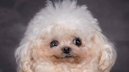'Luffy', el bichón que revolucionó Instagram en marzo por su sesión de fotos para ser adoptado. La imagen fue colgada en dicha red por la organización de atención a mascotas Sahara Kennel.