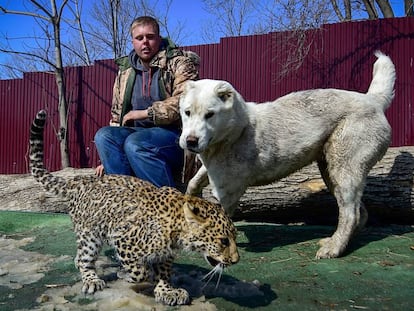 La cría de leopardo que fue amamantada por una golden retriever y convive con perros