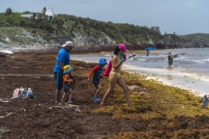 Una familia de turistas pasea por una playa de Tulum cubierta de sargazo.