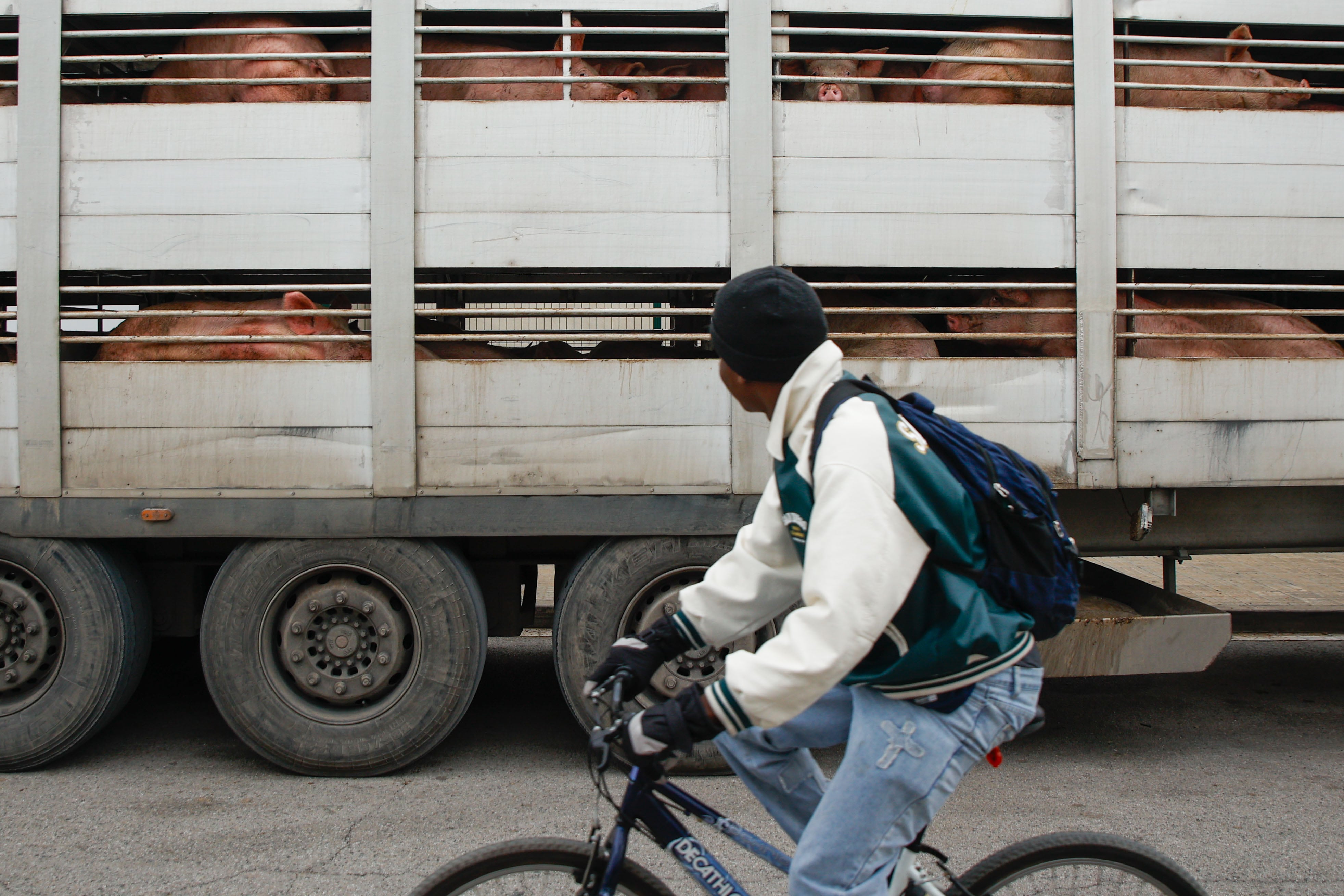 Un trabajador del sector porcino pasa por delante de un camión cargado con cerdos esperando entrar en el matadero del Grupo Jorge.