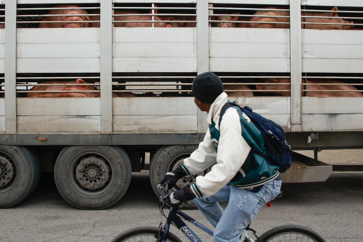 El Govern aprueba un ERTE para 458 trabajadores de mataderos de Osona (Barcelona) por la crisis de la peste porcina africana
