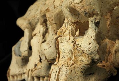 Un artículo recién publicado en Science incluye los nuevos cráneos 15, 9 y 17, reconstruidos durante años por el equipo de paleoantropólogos de Atapuerca.