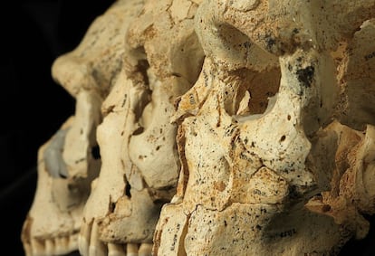 Un artículo recién publicado en Science incluye los nuevos cráneos 15, 9 y 17, reconstruidos durante años por el equipo de paleoantropólogos de Atapuerca.