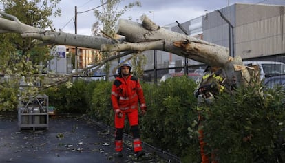 Arbre caigut a Terrassa pel pas de la tempesta Leslie.