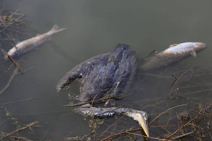 Un ave y peces muertos en la barrera de contención situada el cauce antiguo del río Segura.