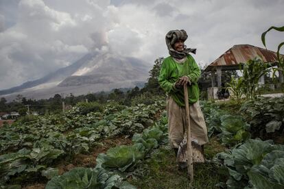 Una campesina en Berastagi, Sumatrase posa en sus campos con el volcán Sinabung arrojando humo piroclástico al fondo. El monte Sinabung, que había permanecido inactivo durante más de 400 años, ha estado en erupción de forma intermitente desde el 15 de septiembre del año pasado, matando a 15 personas y obligando a cientos a huir de sus hogares.