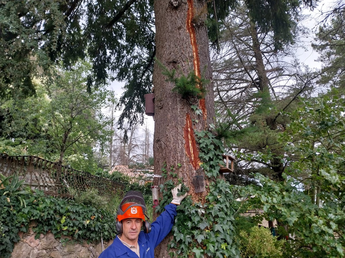 El árbol herido por un rayo y el misterio de las truchas