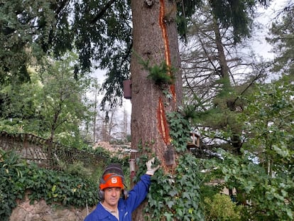 El especialista en árboles Manolo Díaz el miércoles junto al árbol herido por un rayo en un jardín de Viladrau (Girona).
