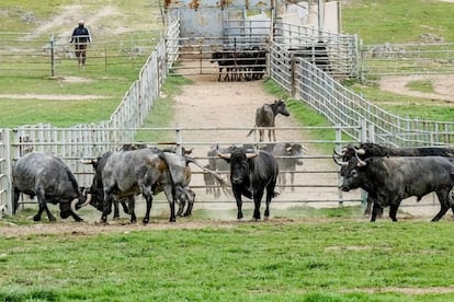 Toros de la ganadería de Victorino Martín, en la dehesa cacereña.